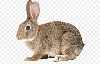Rabbit Clip art - Rabbit Png Image 
