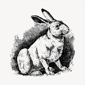 Rabbit clipart, vintage hand drawn | Free Vector - rawpixel