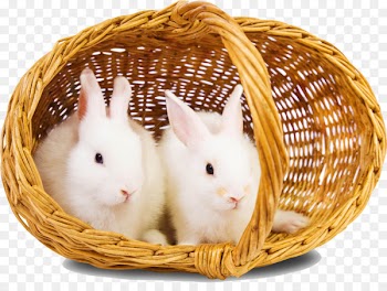 Rabbit Download High-definition television Wallpaper - Basket bunny 