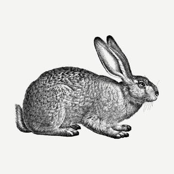 Rabbit drawing clipart, animal illustration | Free PSD - rawpixel