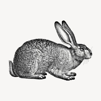 Rabbit hand drawn clipart, animal | Free Vector Illustration - rawpixel
