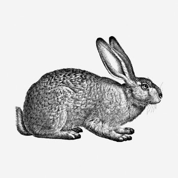 Rabbit hand drawn illustration. Free | Free Photo - rawpixel