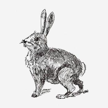 Rabbit hand drawn illustration. Free | Free Photo - rawpixel