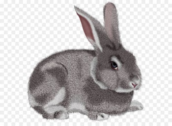 Rabbit Hare Clip art - Grey Rabbit PNG Clipart Picture 