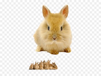 Rabbit High-definition television High-definition video 1080p Wallpaper - Yellow bunny 