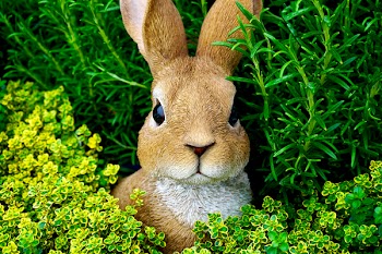 Rabbit in the grass