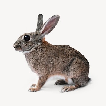 Rabbit isolated on off white | Free Photo - rawpixel