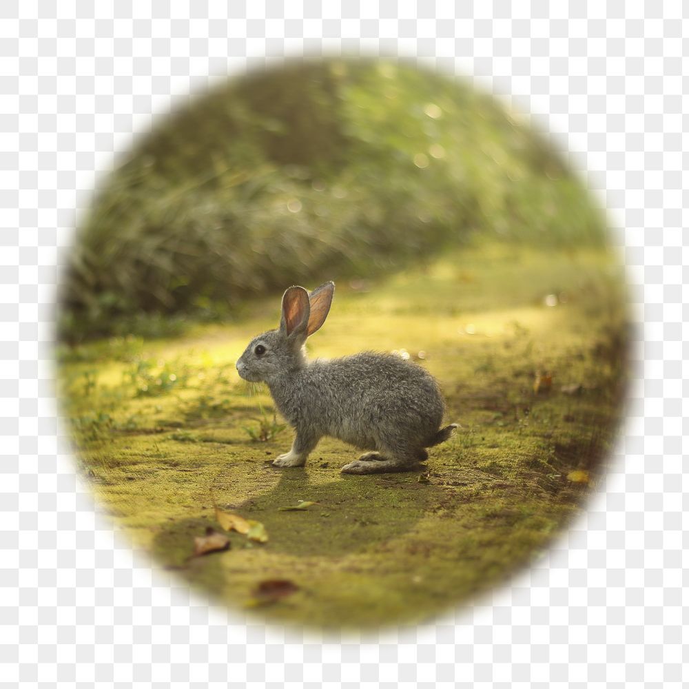 Rabbit png badge sticker, animal | Free PNG - rawpixel