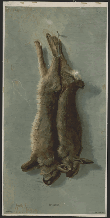 Rabbits | Free Photo - rawpixel