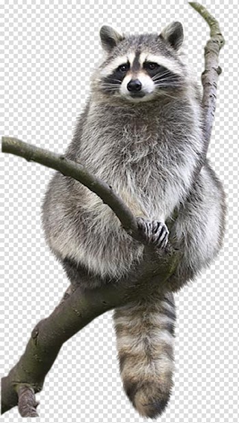 Raccoon Animal Drawing Bat Bird, raccoon transparent background PNG clipart