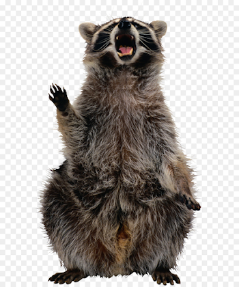 Raccoon Clip art - Raccoon PNG png download - 1660*2745 - Free ...