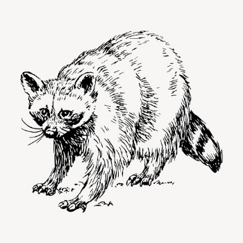 Raccoon clipart, vintage animal illustration | Free Vector - rawpixel