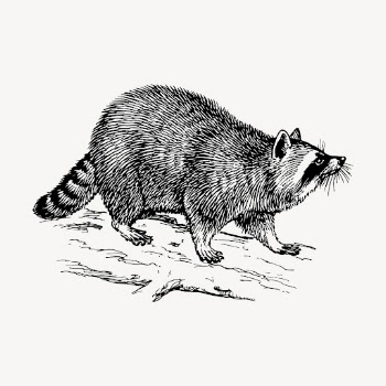 Raccoon clipart, vintage animal illustration | Free Vector - rawpixel