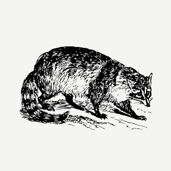 Raccoon drawing, vintage illustration psd. | Free PSD - rawpixel