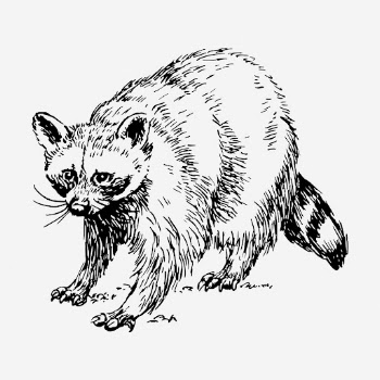 Raccoon drawing, vintage wildlife illustration. | Free Photo - rawpixel