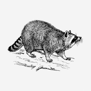 Raccoon drawing, vintage wildlife illustration. | Free Photo - rawpixel