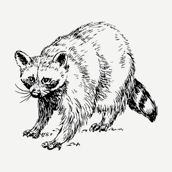 Raccoon drawing, vintage wildlife illustration | Free PSD - rawpixel