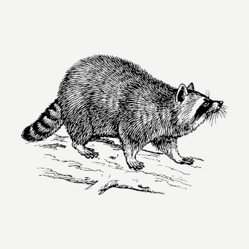 Raccoon drawing, vintage wildlife illustration | Free PSD - rawpixel