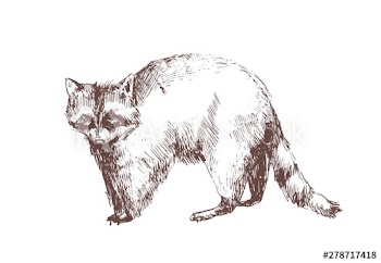 Raccoon hand drawn with contour lines on white background