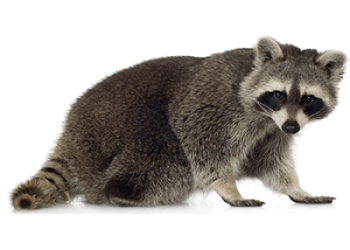 Raccoon HD PNG Transparent Raccoon HDPNG Images - DLPNG.com