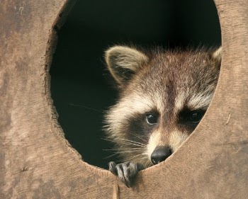 raccoon.jpg