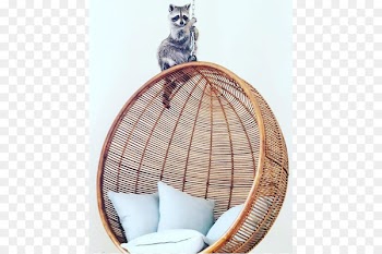 Raccoon På Det Seneste Animal Pet Dog - raccoon 