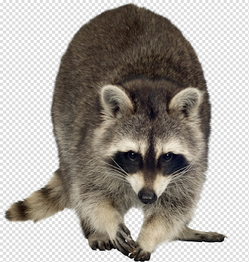 Raccoon PNG Free Download