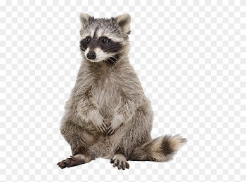 Raccoon Png Free Download - Raccoon Stock, Transparent Png ...