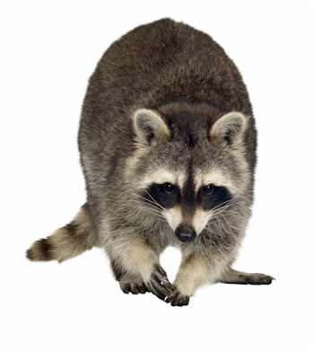 Raccoon Png Free Download - Raccoon Transparent Free PNG Images ...