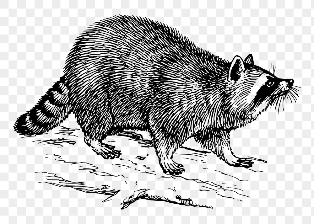 Raccoon png sticker, vintage animal | Free PNG - rawpixel