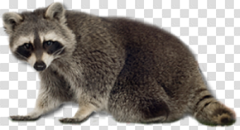 Raccoon PNG Transparent RaccoonPNG Images - DLPNG.com