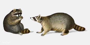 Raccoon (Procyon lotor) illustrated by Charle.. | Free stock vector - 467723