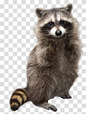 Raccoon Squirrel file formats , raccoon transparent background PNG ...