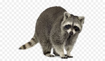 Raccoon Squirrel Trapping Pest control Nuisance wildlife management - Raccoon material 