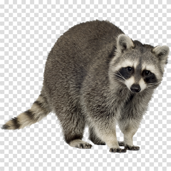 Raccoon Trapping Squirrel Clip art - raccoon png download - 600 ...