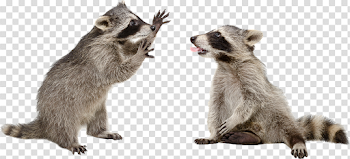 Raccoons: A Natural History Gray wolf Clip art - raccoon png ...
