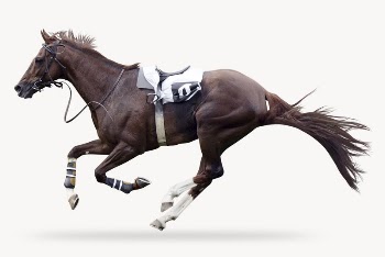 Race horse, animal isolated image | Free Photo - rawpixel