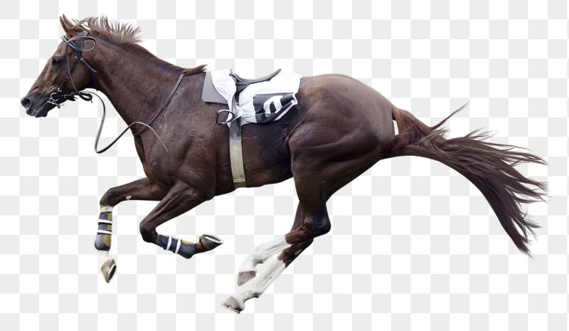 Race horse png sticker, animal | Free PNG - rawpixel