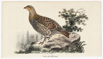 Rackelhahn, female, 1832, Wilhelm von | Free Photo - rawpixel