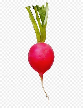radish beet beetroot turnip vegetable