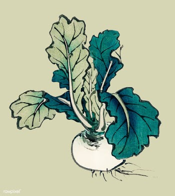 Radish by Kōno Bairei (1844-1895). Digitally.. | Free stock vector - 467175