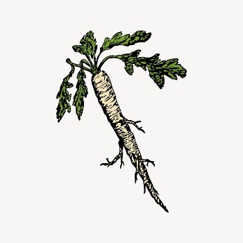 Radish clipart, vintage illustration vector. | Free Vector Illustration - rawpixel