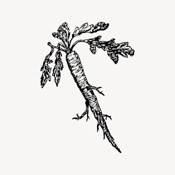 Radish clipart, vintage illustration vector. | Free Vector Illustration - rawpixel