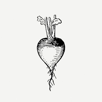 Radish clipart, vintage vegetable illustration | Free PSD Illustration - rawpixel