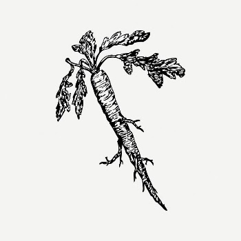 Radish collage element, black & | Free PSD Illustration - rawpixel