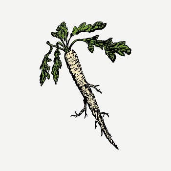 Radish collage element, drawing illustration | Free PSD Illustration - rawpixel
