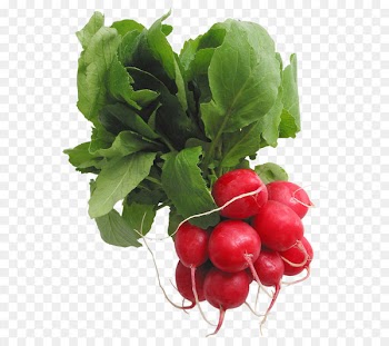 Radish Cruciferous vegetables Clip art - Radishes PNG Picture 