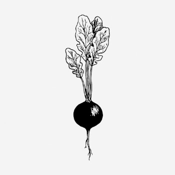 Radish drawing, vintage vegetable illustration. | Free Photo - rawpixel