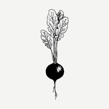 Radish drawing, vintage vegetable illustration | Free PSD - rawpixel