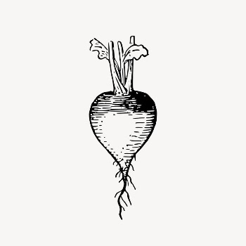 Radish drawing, vintage vegetable illustration | Free Vector Illustration - rawpixel